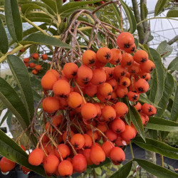 Sorbus 'Dodong' - Sorbier dodong