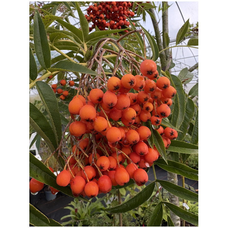 Sorbus 'Dodong' - Sorbier dodong