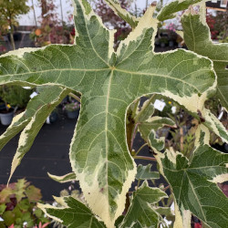 Liquidambar styraciflua 'Silver King'
