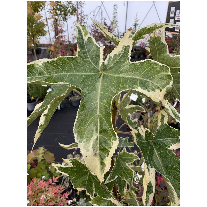 Liquidambar styraciflua 'Silver King'
