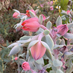 Echeveria 'Orana'