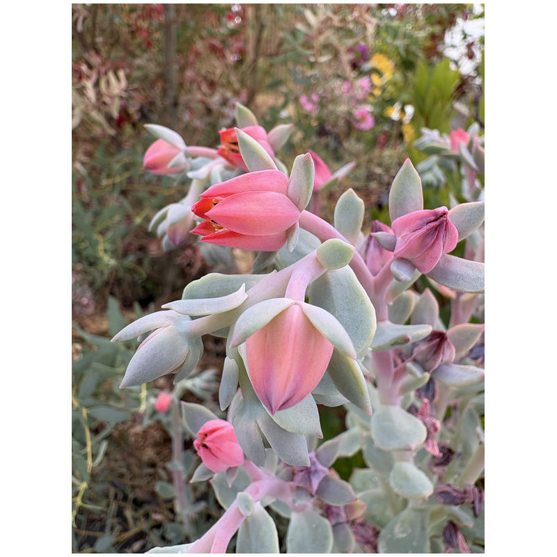 Echeveria 'Orana'