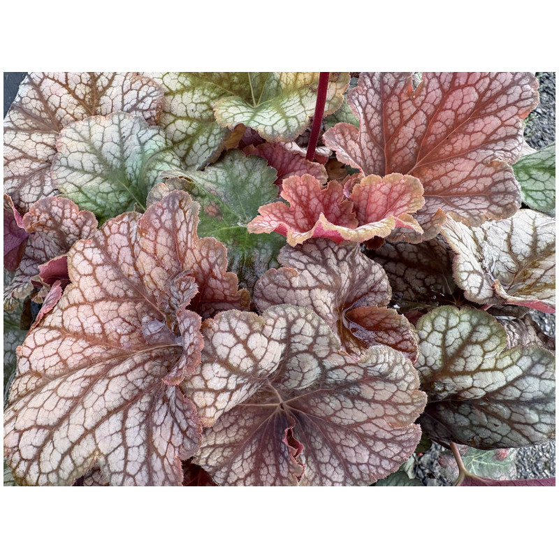 Heuchera World Caffe ® - Arabica - Heuchère