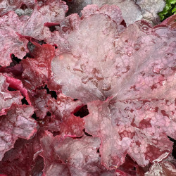 Heuchera World Caffe ® - Vienna - Heuchère