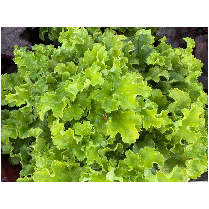 Heuchera World Caffe ® - Lime Americano - Heuchère