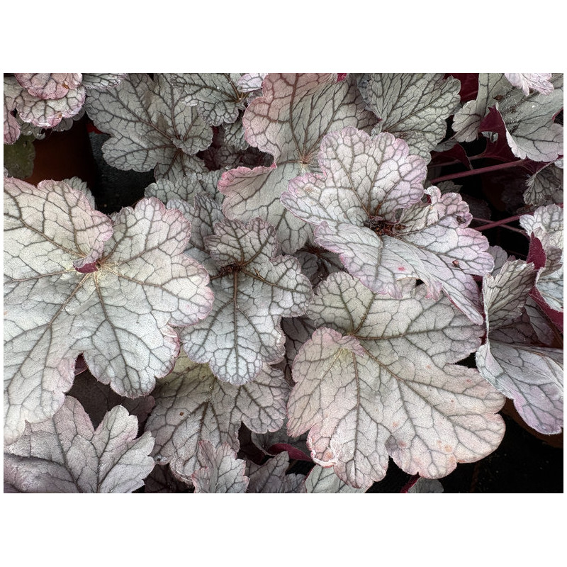 Heuchera World Caffe ® - Frappé - Heuchère