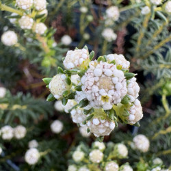 Phylica ericoides