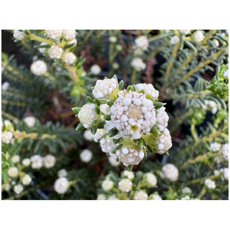 Phylica ericoides