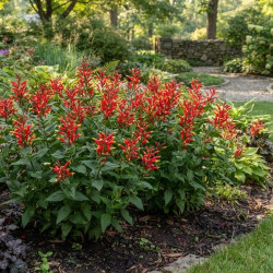 Spigelia marilandica 'Little Red Head'
