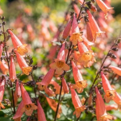 Phygelius 'Colorburst Rose' ® - Digitale du Cap