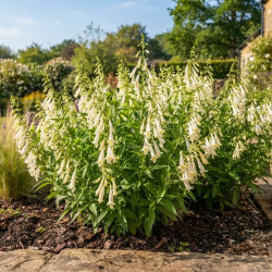 Phygelius 'Colorburst White' ® - Digitale du Cap