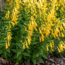 Phygelius 'Colorburst Yellow' ® - Digitale du Cap