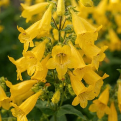 Phygelius 'Colorburst Yellow' ® - Digitale du Cap