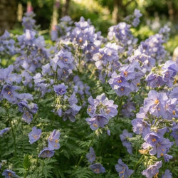 Polemonium caeruleum 'Lambrook Mauve' - Valériane grecque