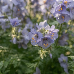 Polemonium caeruleum 'Lambrook Mauve' - Valériane grecque