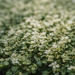 Pratia angulata