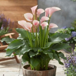 Zantedeschia 'Flamingo'