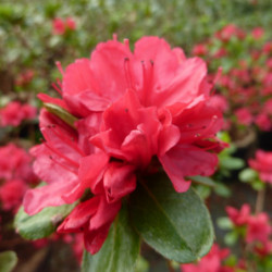 Azalea japonica ‘Hino Crimson’