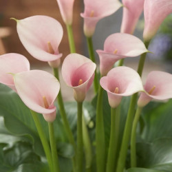 Zantedeschia 'Flamingo'