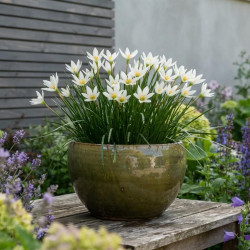 Zephyranthes candida - Lys des pluies blanc