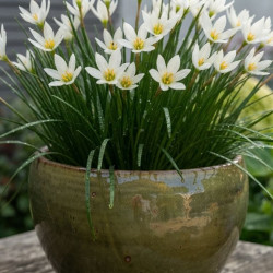 Zephyranthes candida - Lys des pluies blanc