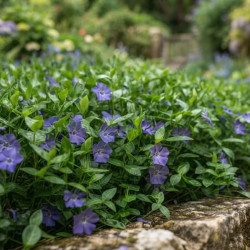 Vinca minor - petite pervenche