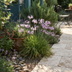 Tulbaghia violacea 'Purple Eye' - Ail d'ornement