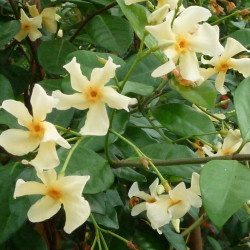 Trachelospermum asiaticum 'Mandaianum'