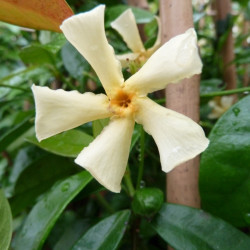 Trachelospermum asiaticum 'Mandaianum'