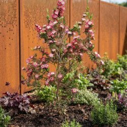 Leptospermum 'Karo Pearl Star' - Arbre à thé
