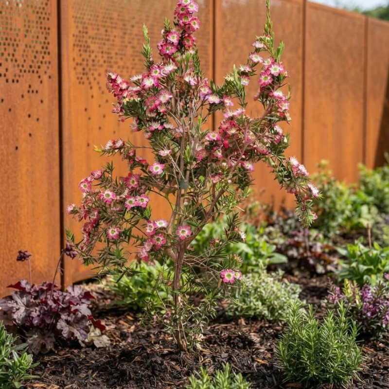 Leptospermum 'Karo Pearl Star' - Arbre à thé