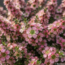 Leptospermum 'Karo Pearl Star' - Arbre à thé