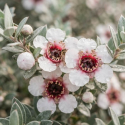 Leptospermum lanigerum 'Mesmer Eyes' - Arbre à thé