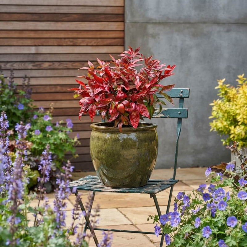 Nandina domestica 'Wood's Dwarf' - Bambou sacré nain