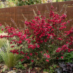 Leptospermum scoparium 'Crimson Glory' - Arbre à thé de Nouvelle-Zélande