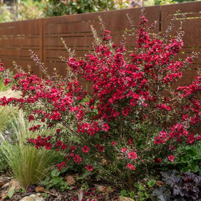 Leptospermum scoparium 'Crimson Glory' - Arbre à thé de Nouvelle-Zélande
