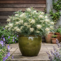 Grevillea gracilis 'Alba'