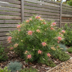Grevillea juniperina 'Killer Frost'