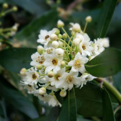 Drimys winteri - Canelle de Magellan