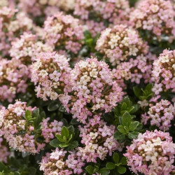 Escallonia 'Show Stopper'
