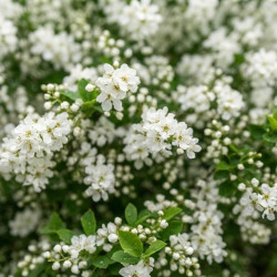 Exochorda racemosa 'Snow Mountain' - Arbre aux perles