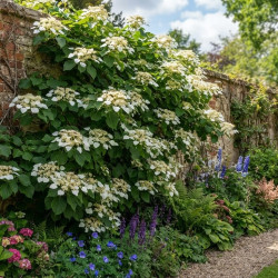 Schizophragma hydrangeoides 'Brookside' - Hortensia grimpant
