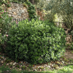 Pittosporum truncatum