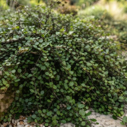 Muehlenbeckia complexa