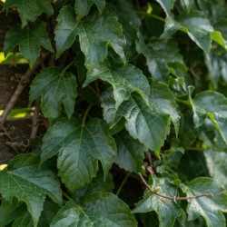 Parthenocissus quinquefolia 'Veitchii Robusta' - Vigne vierge