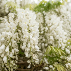 Wisteria floribunda 'Alba' - Glycine du Japon
