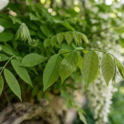 Wisteria floribunda 'Alba' - Glycine du Japon
