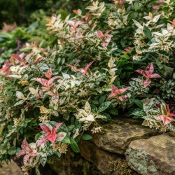 Trachelospermum asiaticum ‘Tricolor’ -  Faux Jasmin
