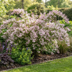 Deutzia gracilis 'Roseum'