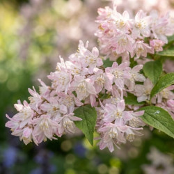 Deutzia gracilis 'Roseum'